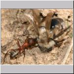 Andrena vaga -x- Waldameise 06.jpg